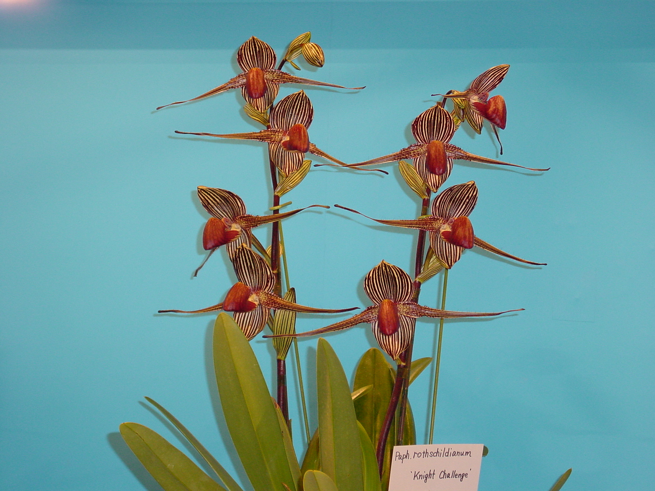 カトレア - (株)東京オーキット・ナーセリー