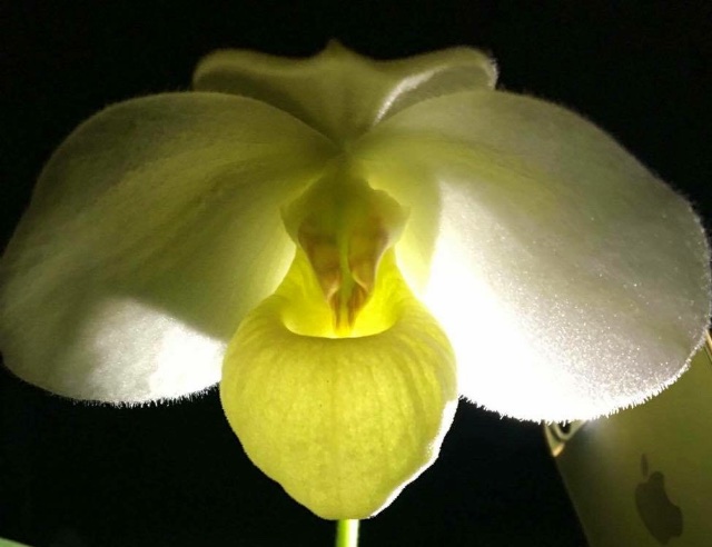 ウィークエンド・オークション - (株)東京オーキット・ナーセリー