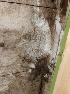 Ameisen besiedeln WDVS Fassaden