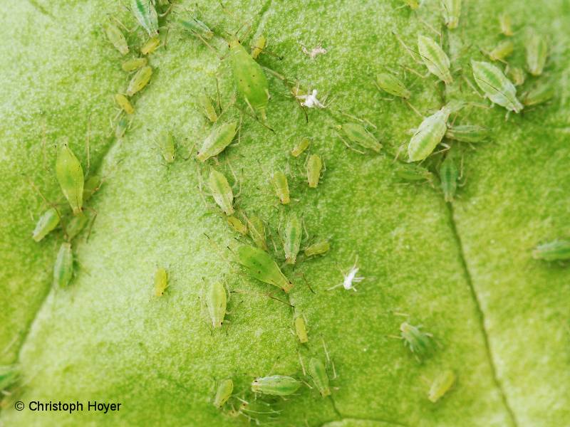 Blattläuse (Nasonovia ribisnigri, Macrosiphum euphorbiae, Uroleucon ...