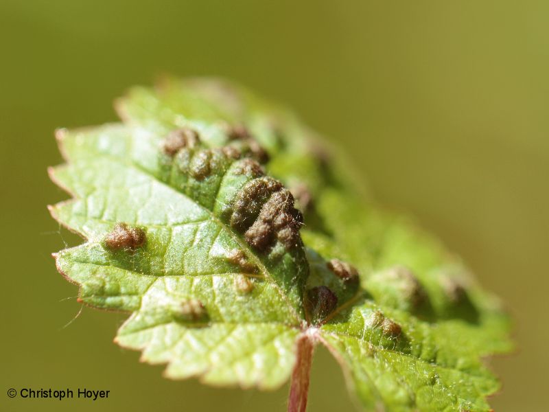 rebenpockenmilbe weinreben krankheiten bilder