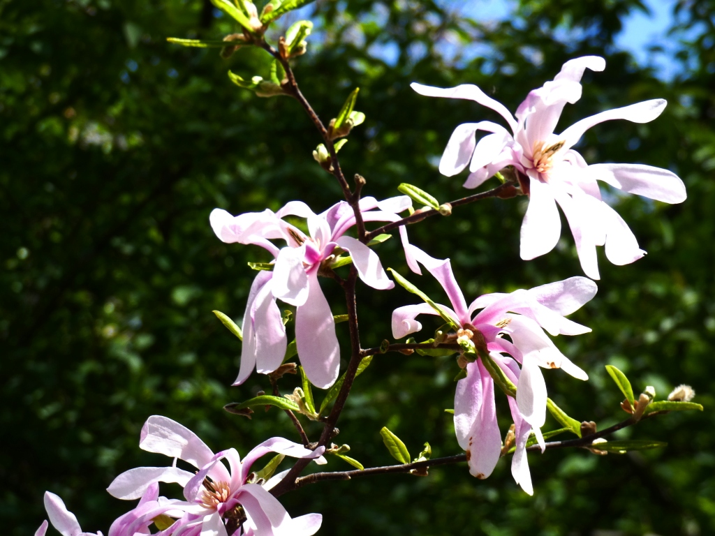 Kyiv in bloom: city’s botanical gardens