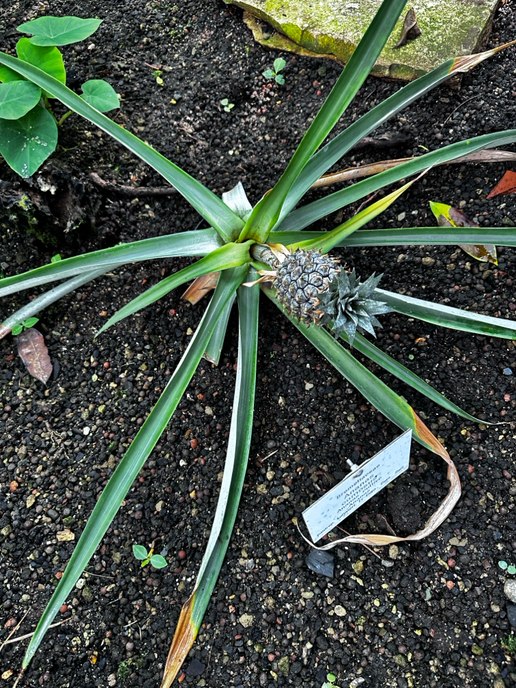 Gesehen im Botanischen Garten.