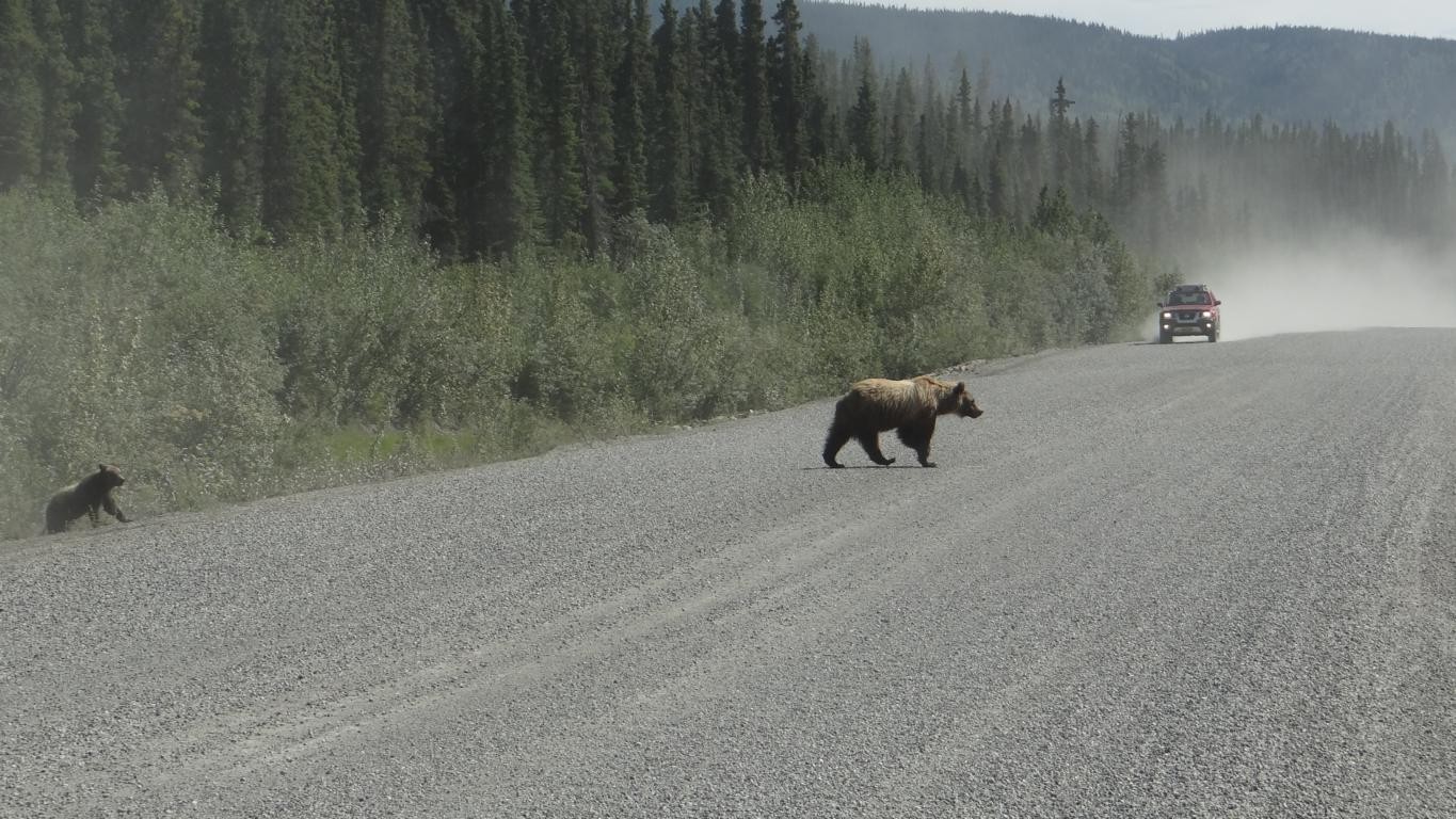 Achtung Bear Crossing