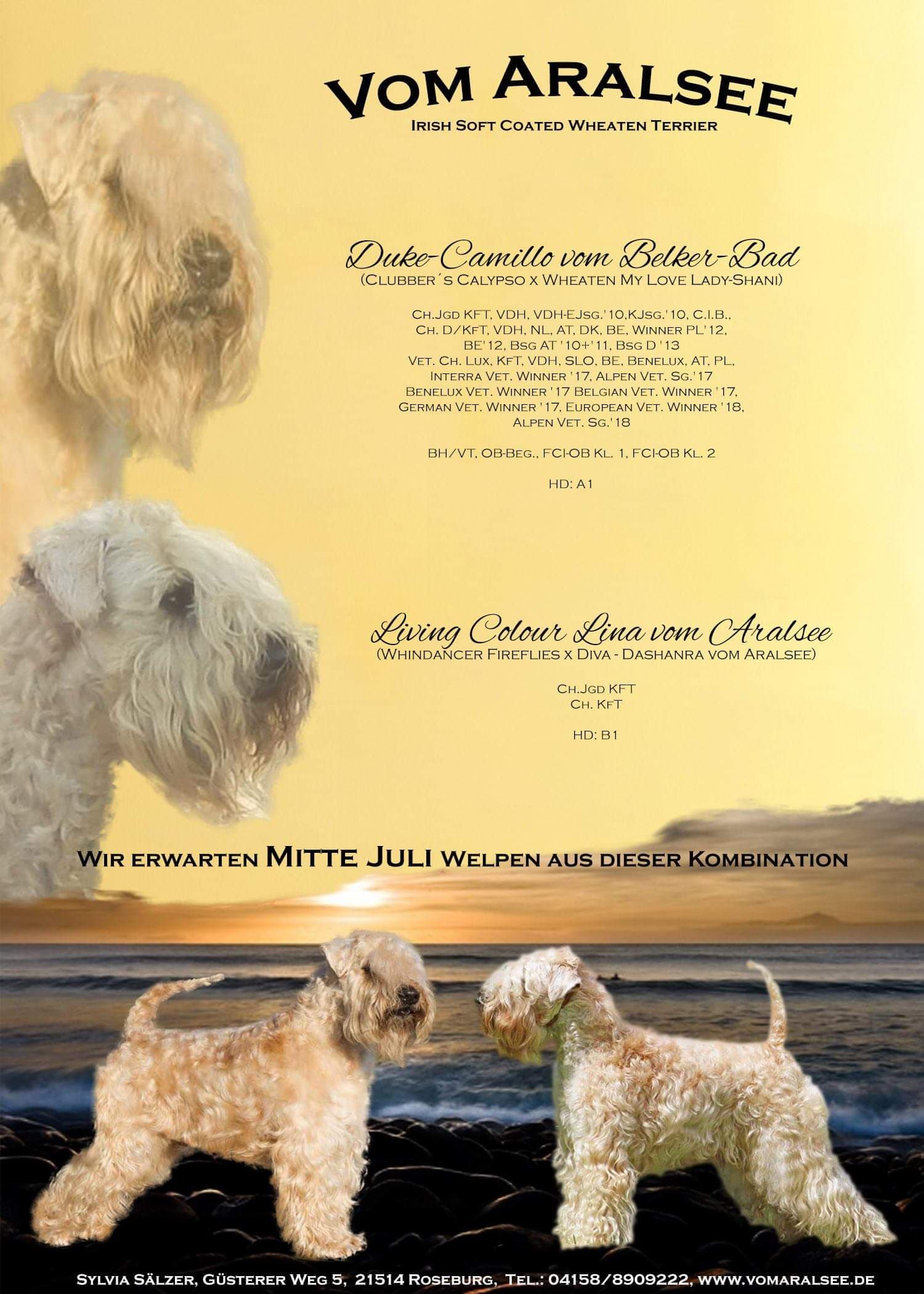 Russische Schwarze Terrier Und Irish Soft Coated Wheaten Terrier Vom Aralsee Die Russischen Schwarzen Und Soft Coated Wheaten Terrier Vom Aralsee