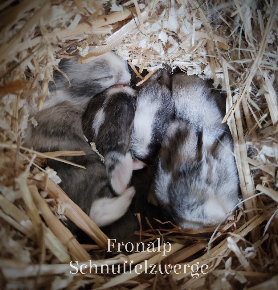 Kaninchenbabys 11 Tage alt 💝