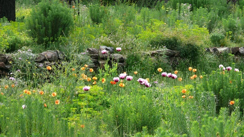 Hola !! Es grünt 2013 in Spanien so grün wie die Blumen blühen! Neues Leben und PermaKultur im Garten Eden auf der Finca "AquariOasis" in Capmany / Katalonia