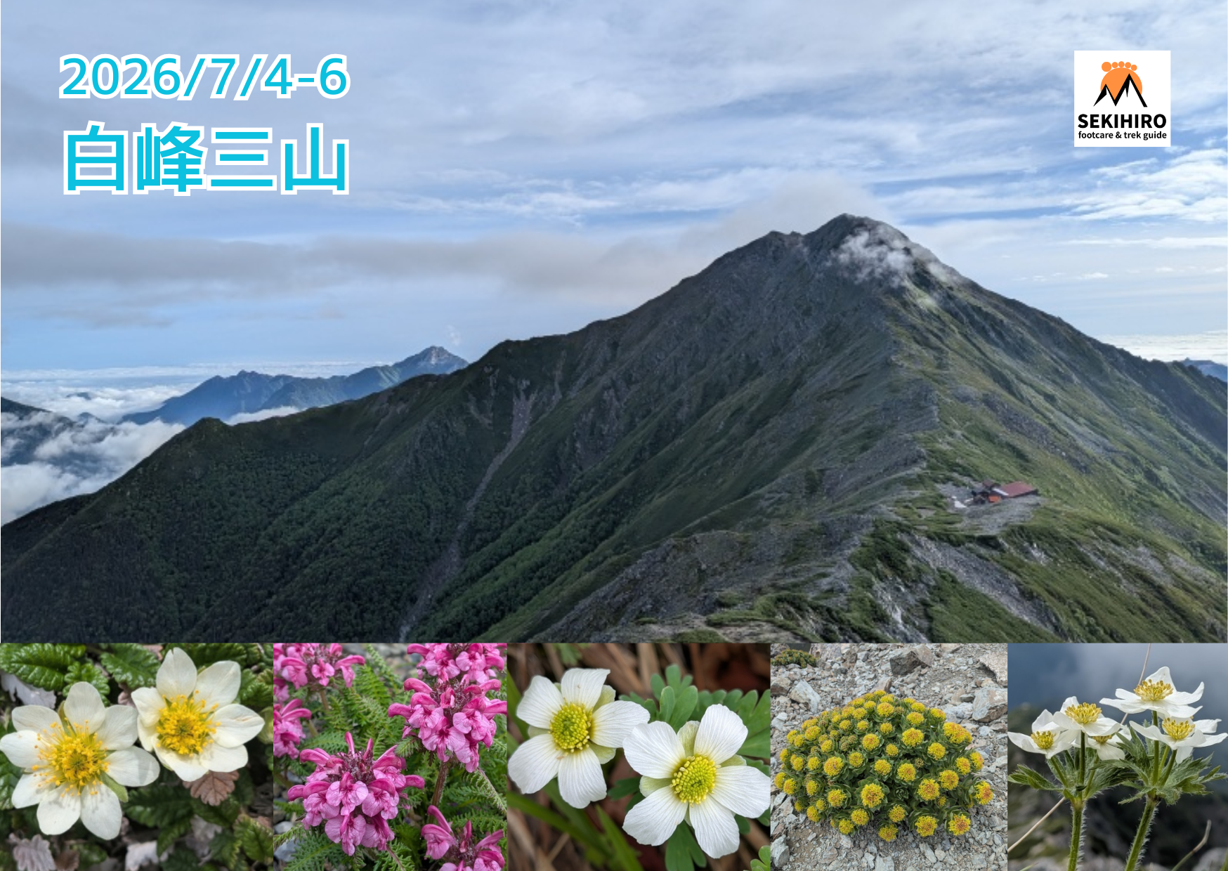百花繚乱の白峰三山へ〔2026年7月〕