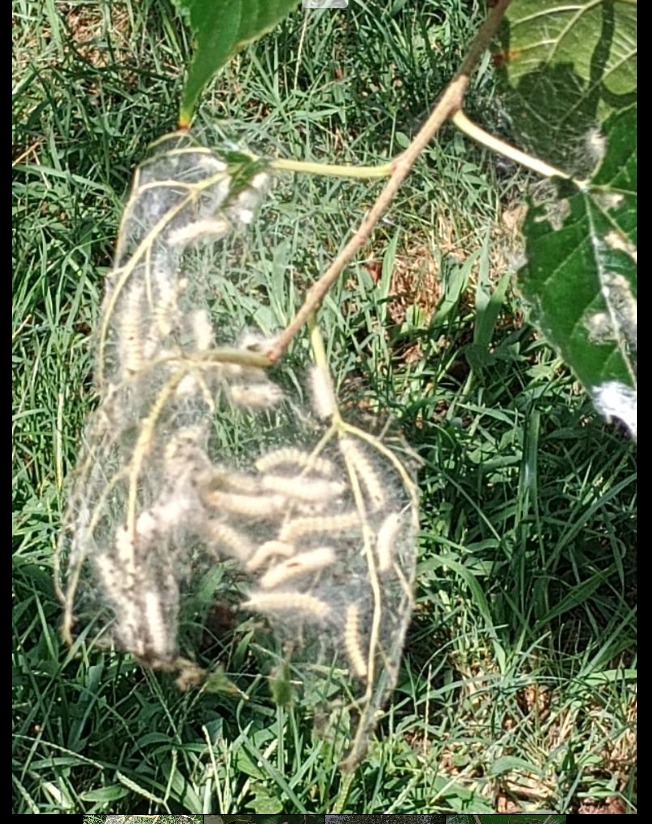 Agosto: II generazione, per un mesetto scatteranno gli allarmi, cani gatti e umani sono in pericolo, ma va la!