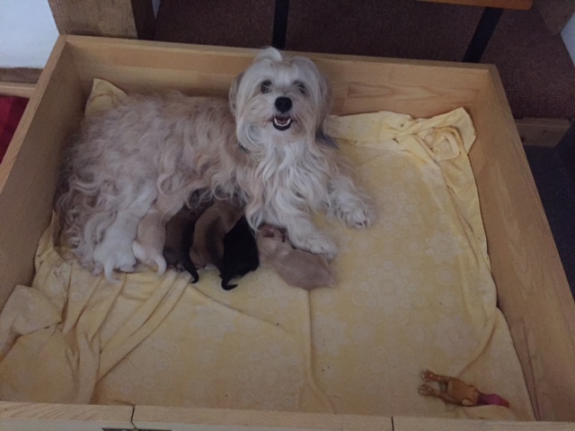 Und so schnell ist eine Woche vergangen. Die Kleinen entwickeln sich prächtig und Alicia ist, wie immer, eine tolle Mama.