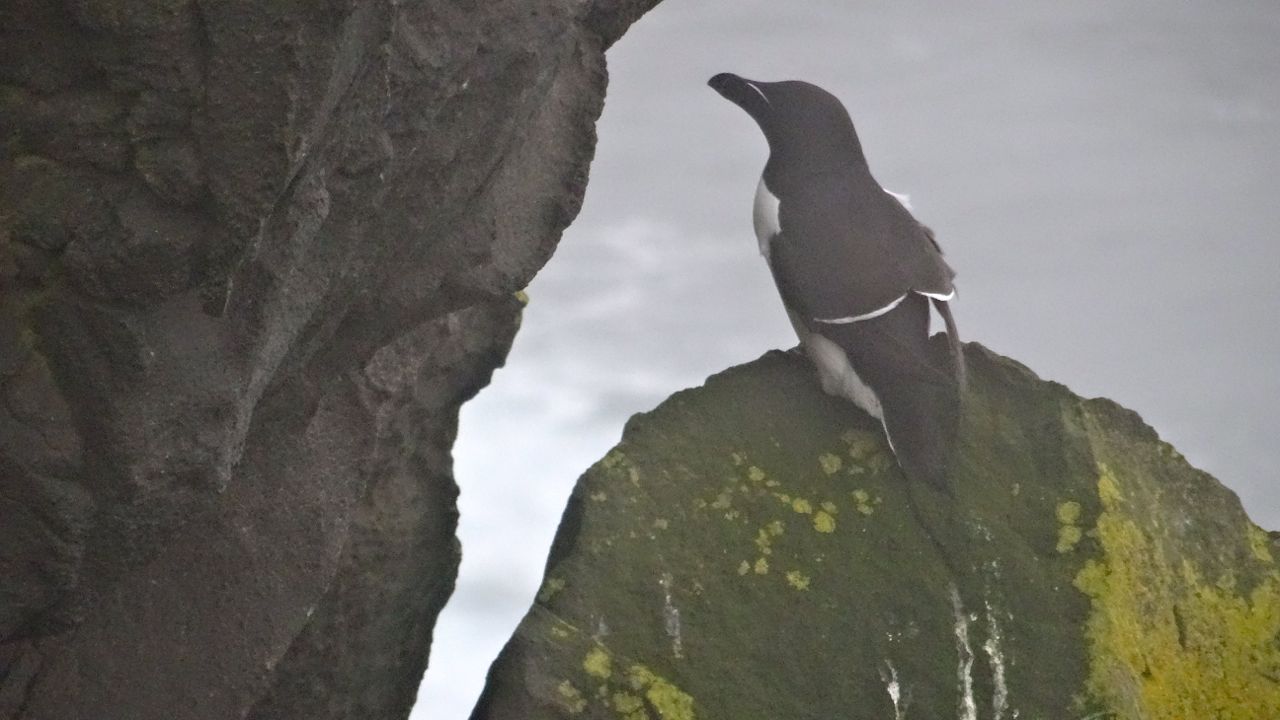 pingouin torda