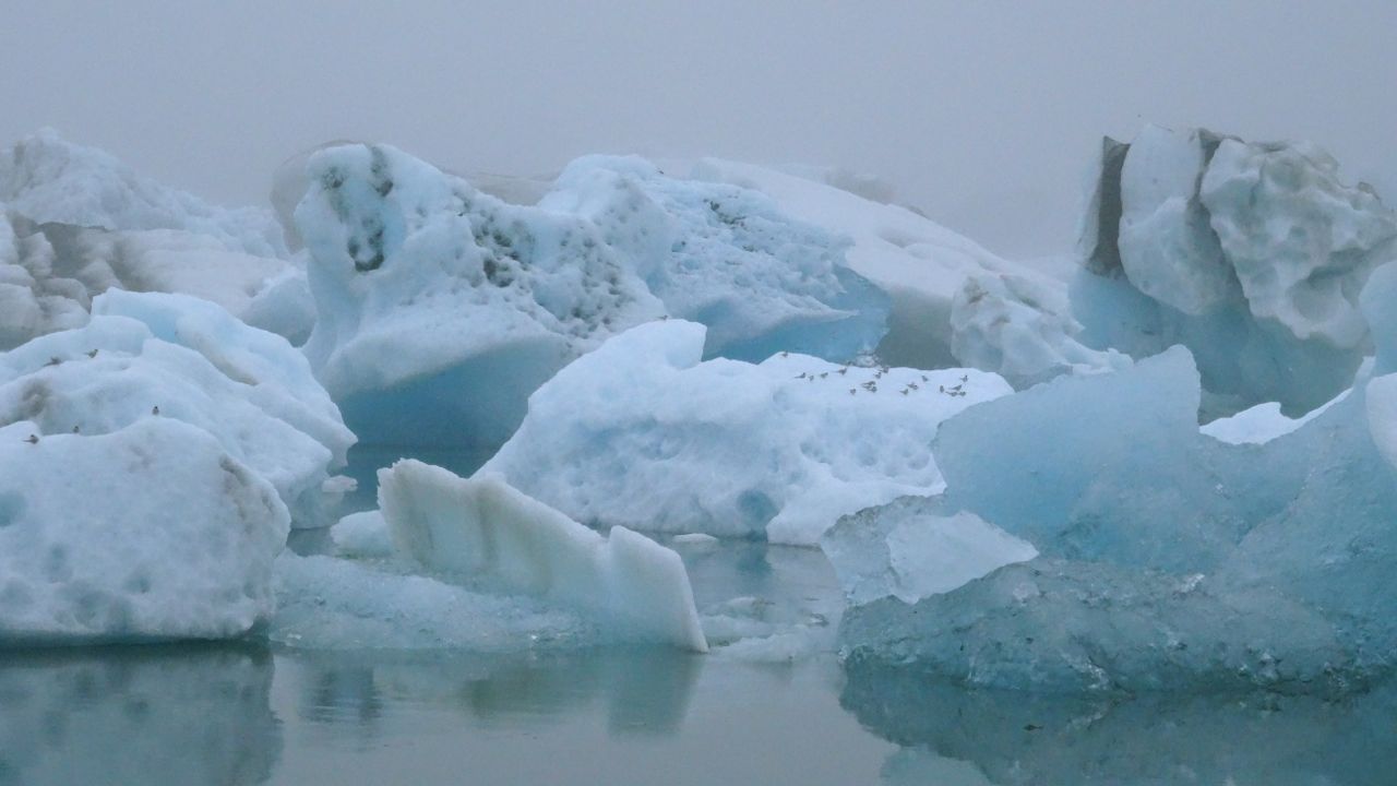 Des sternes arctiques se posent sur les icebergs