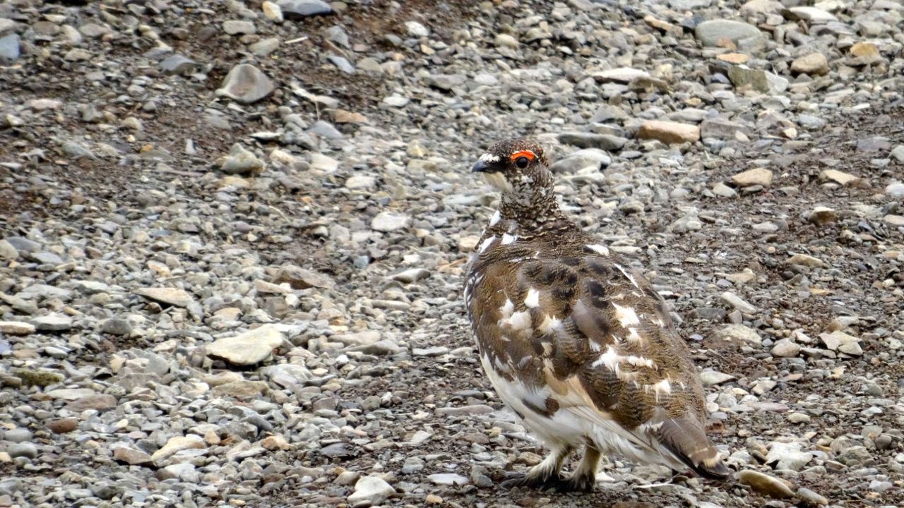 Lagopède alpin mâle