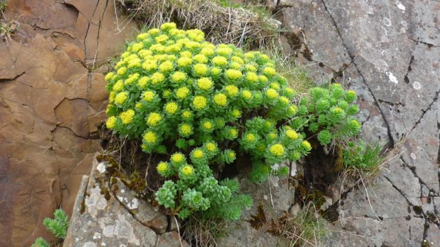 Fleurs dans les rochers