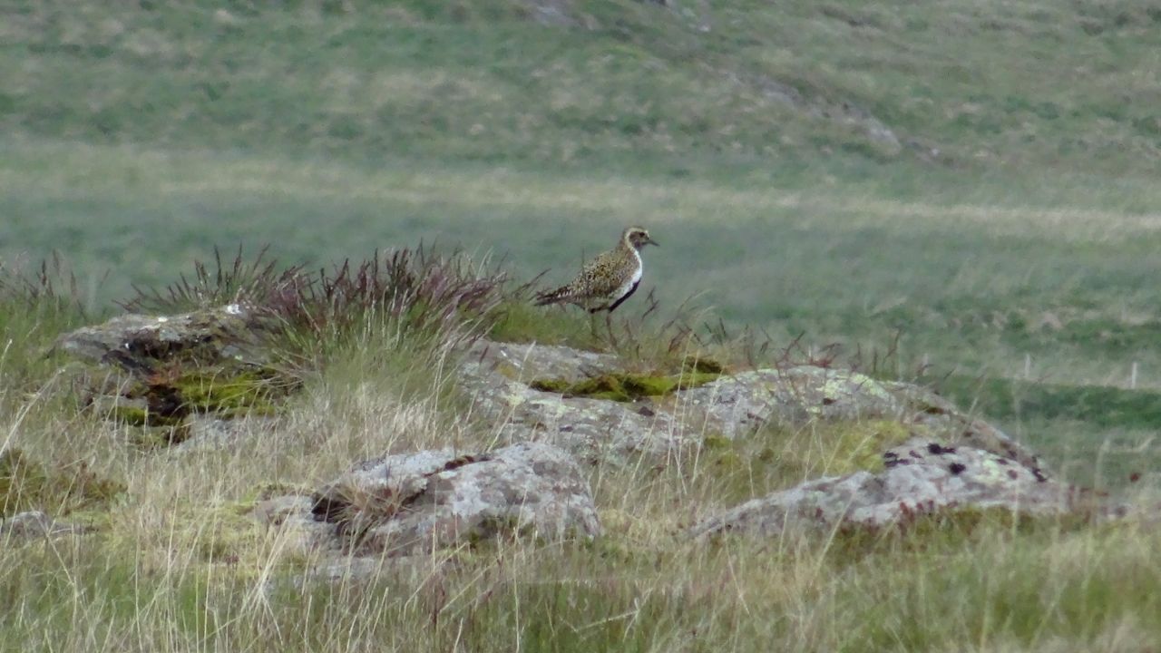 Pluvier doré