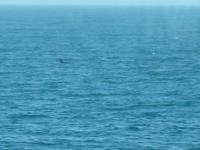 Un banc d'orques