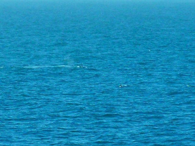 Un banc d'orques