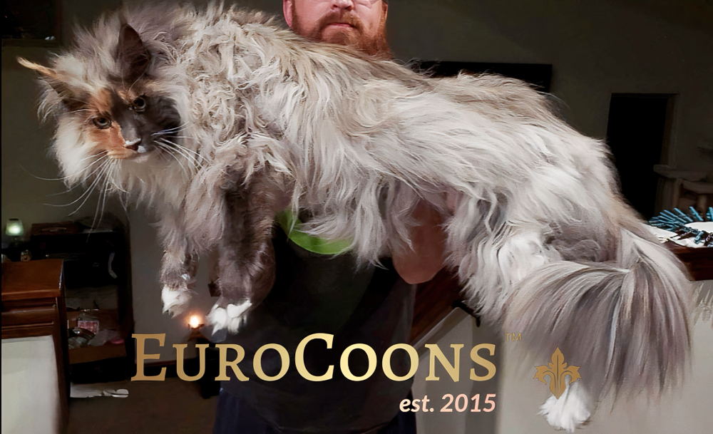Maine Coon Cats for Sale | Maine Coon Cats for sale near me | Maine Coon Cat For Sale | MO, TX, NC, CO, FL, IL, KS, USA