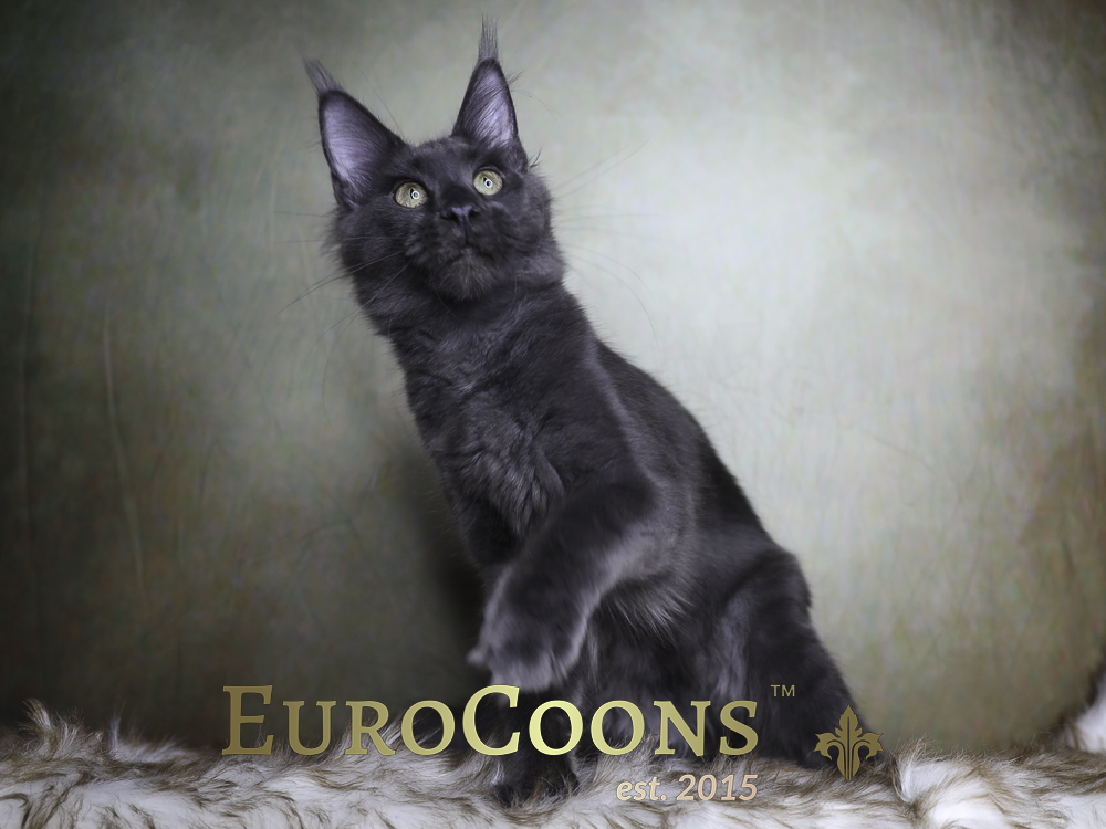 maine coon kittens for sale