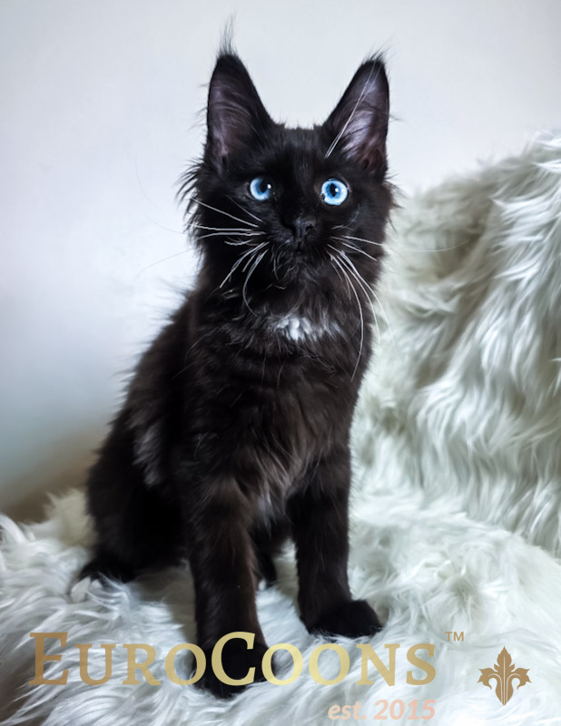 maine coon kittens for sale black maine coon with blue eyes kitten available female