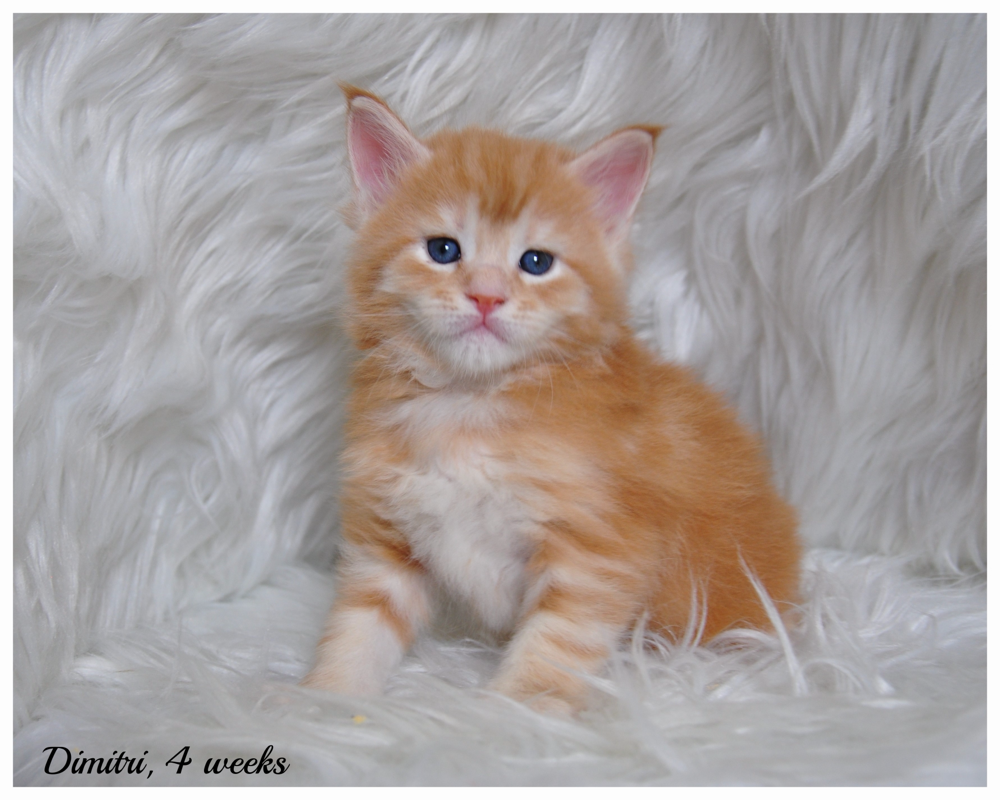 Female Maine Coon Kittens for Sale in Kansas and Missouri