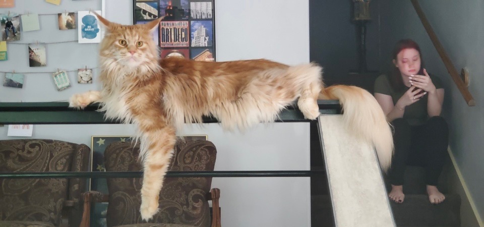 giant maine coon kitten