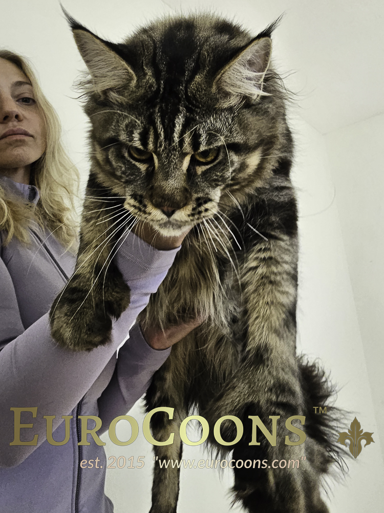 giant maine coon kittens for sale - european maine coon kittens for sale