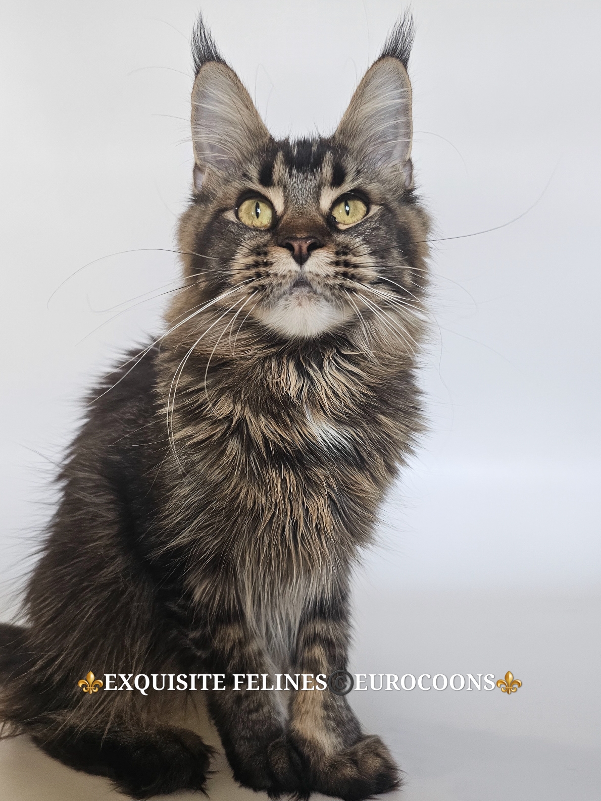 maine coon kitten for sale