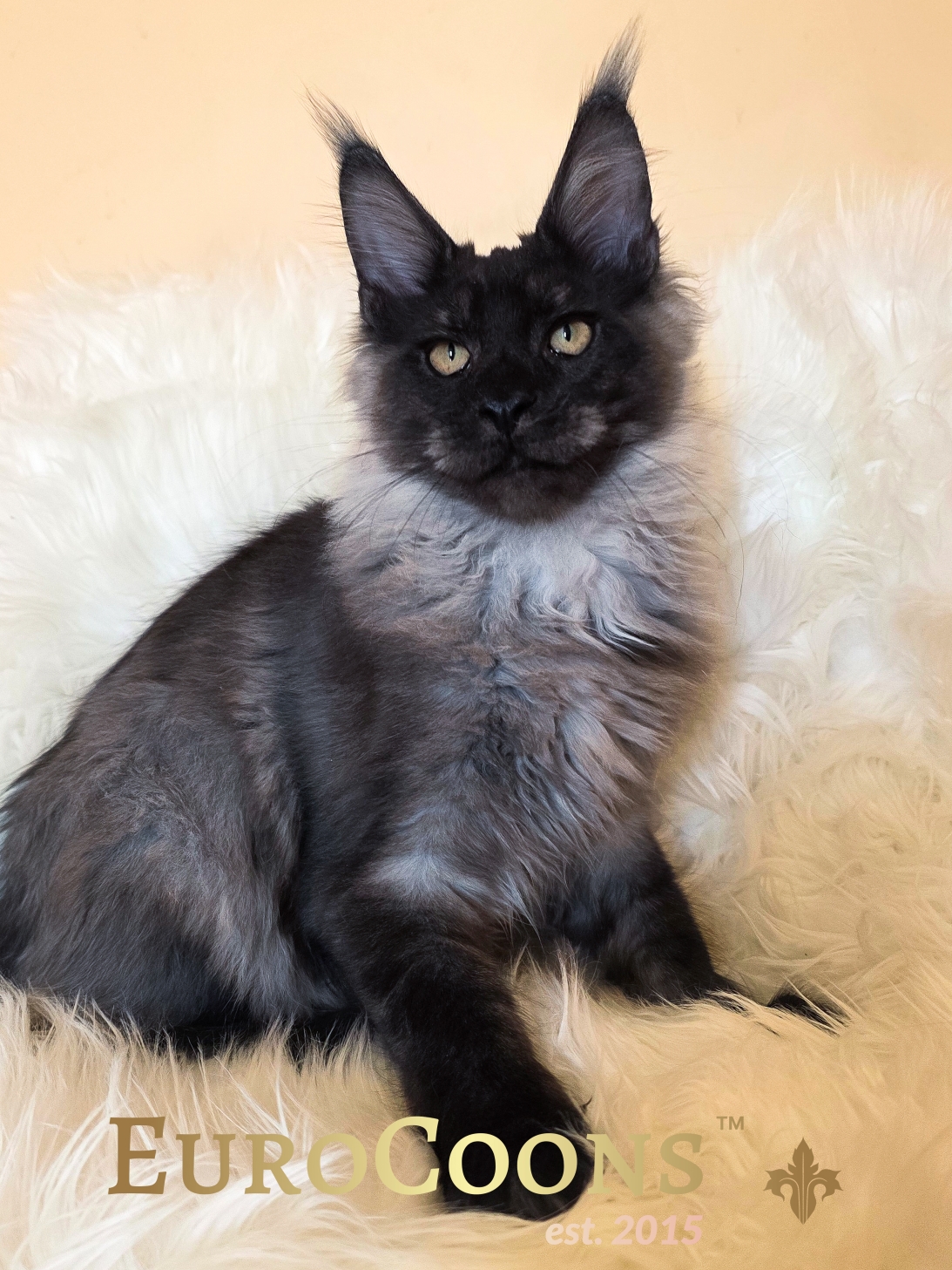 Maine Coon Kittens for Sale - EuroCoons Navarro