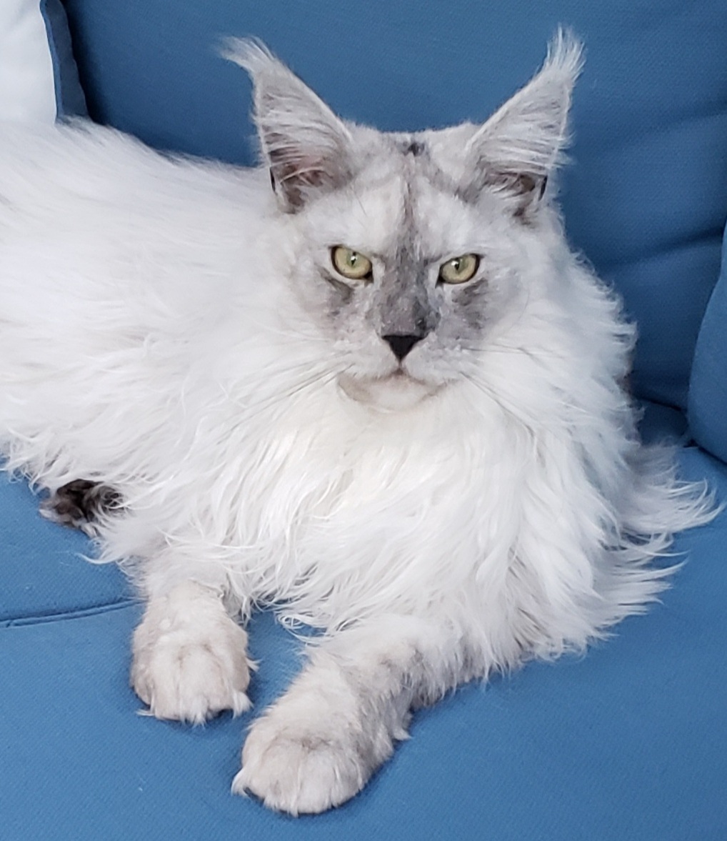 Luxury cats luxury pets