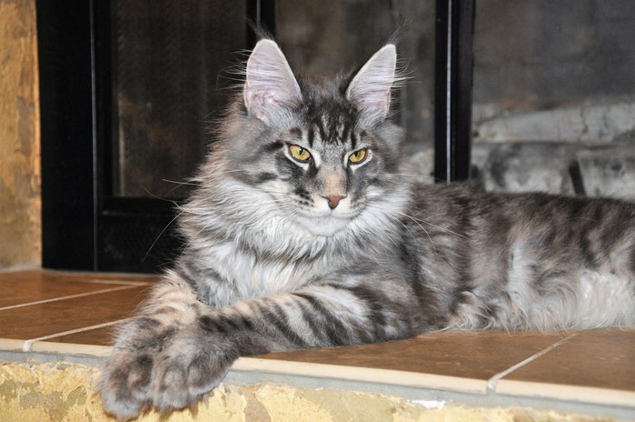 maine coon cats for sale kansas usa