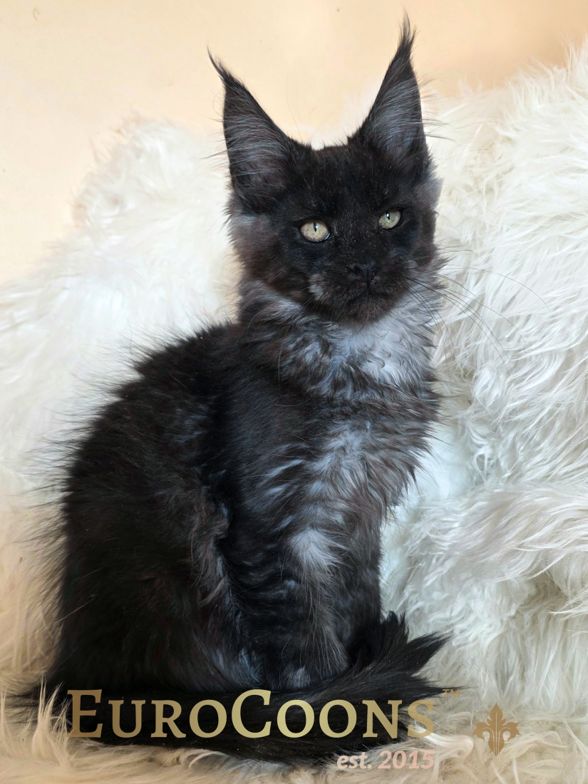 Black Smoke Male Maine Coon Kitten For Sale - Noah