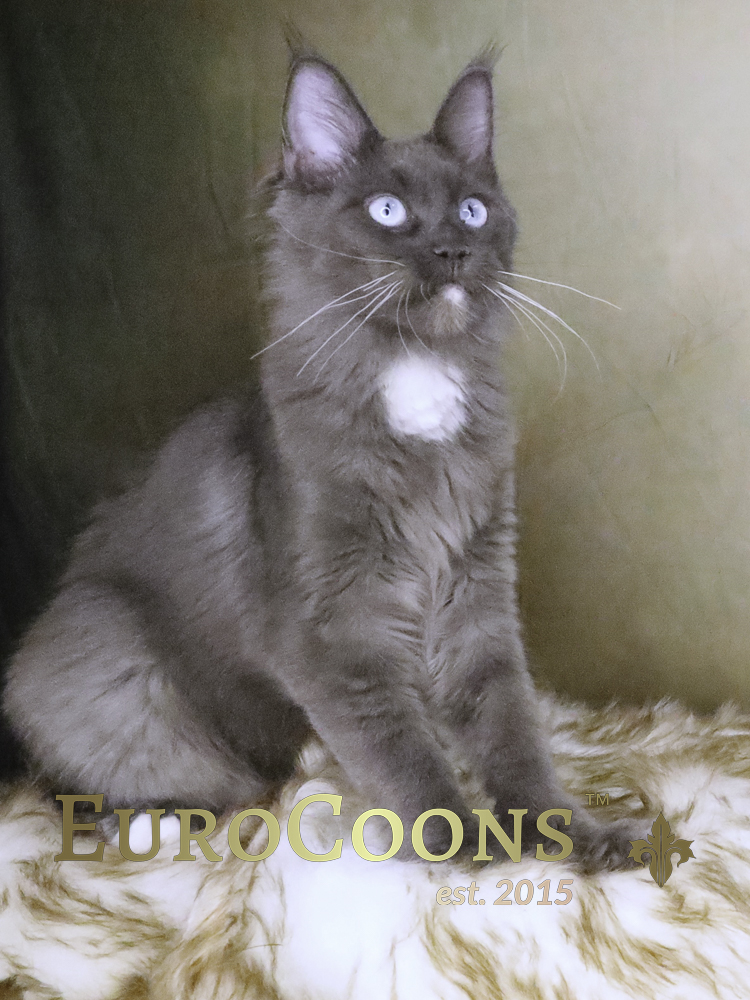blue smoke maine coon kitten with blue eyes