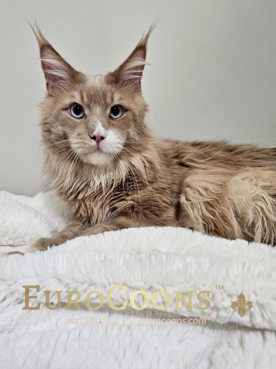 maine coon for sale