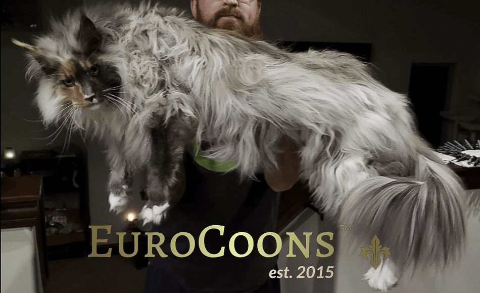 Maine Coon Till What Age Cats Grow Maine Coon USA Q&A How To Buy A