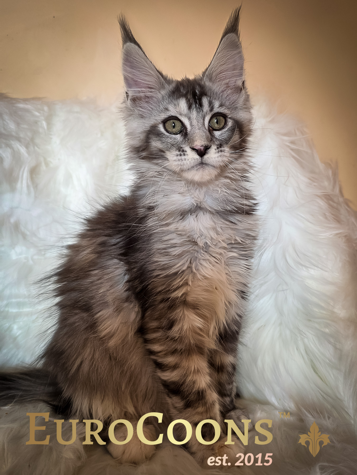 female maine coon kitten available