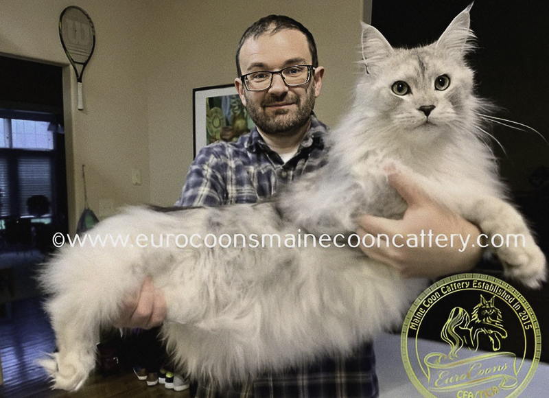 MAINE COON KITTENS FOR SALE MAINE COON CATS FOR SALE KANSAS