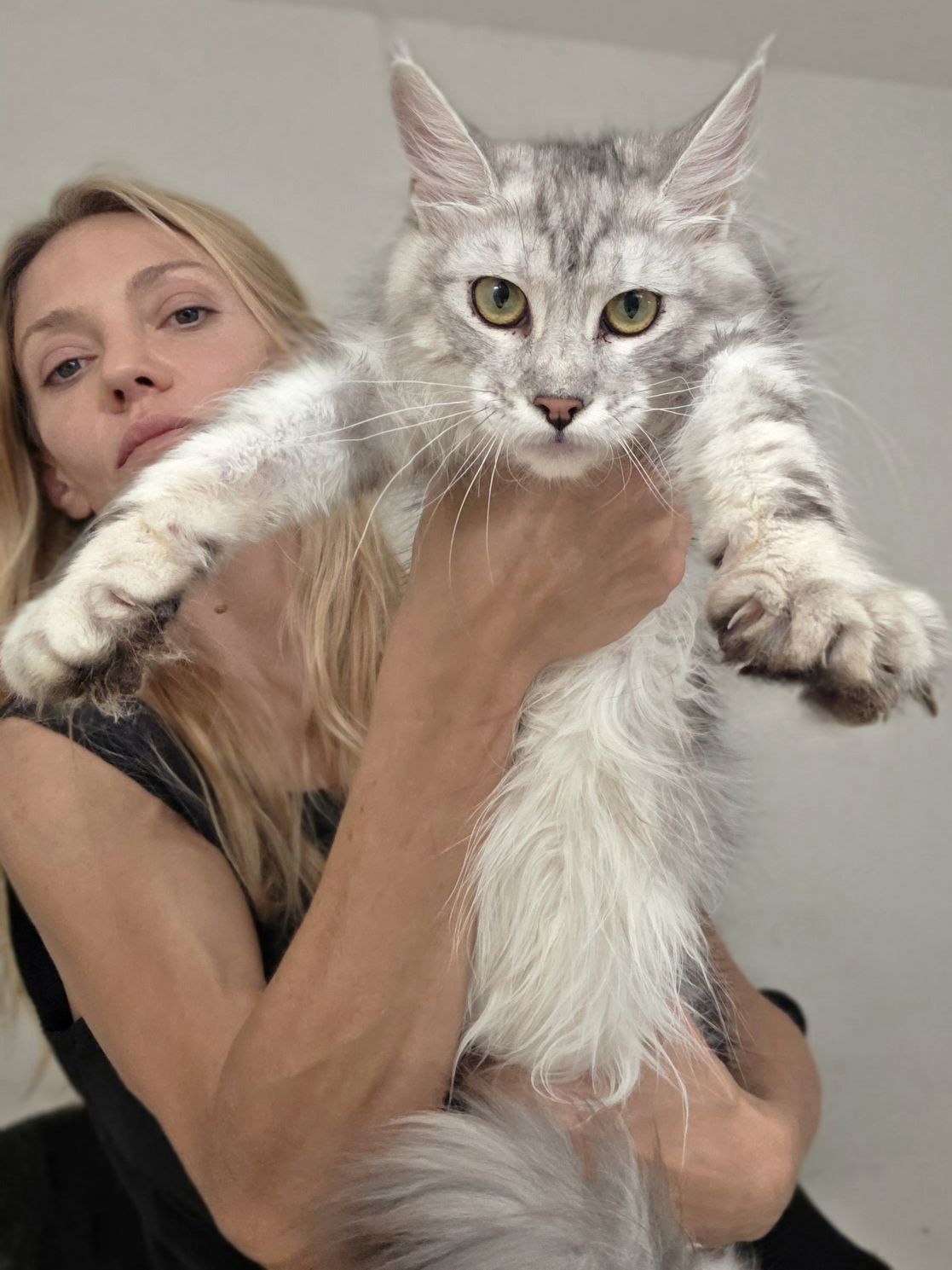 maine coon kittens for sale