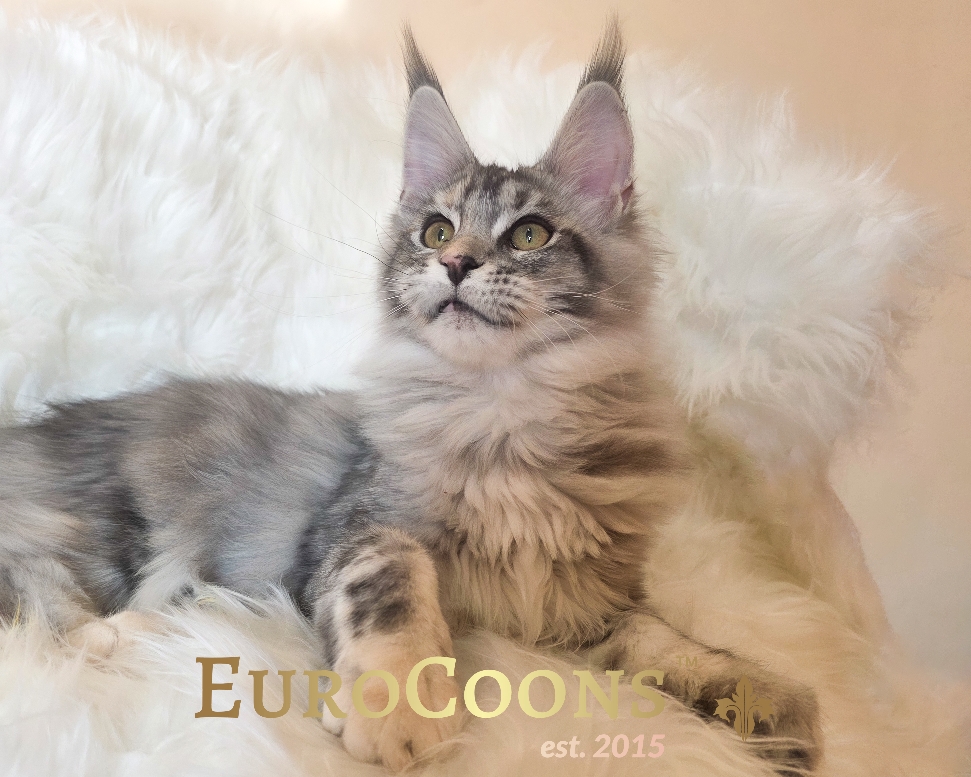 Maine Coon Kittens for Sale - EuroCoons Nahla
