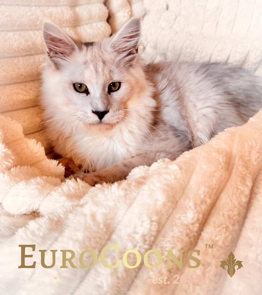 maine coon kittens for sale in usa