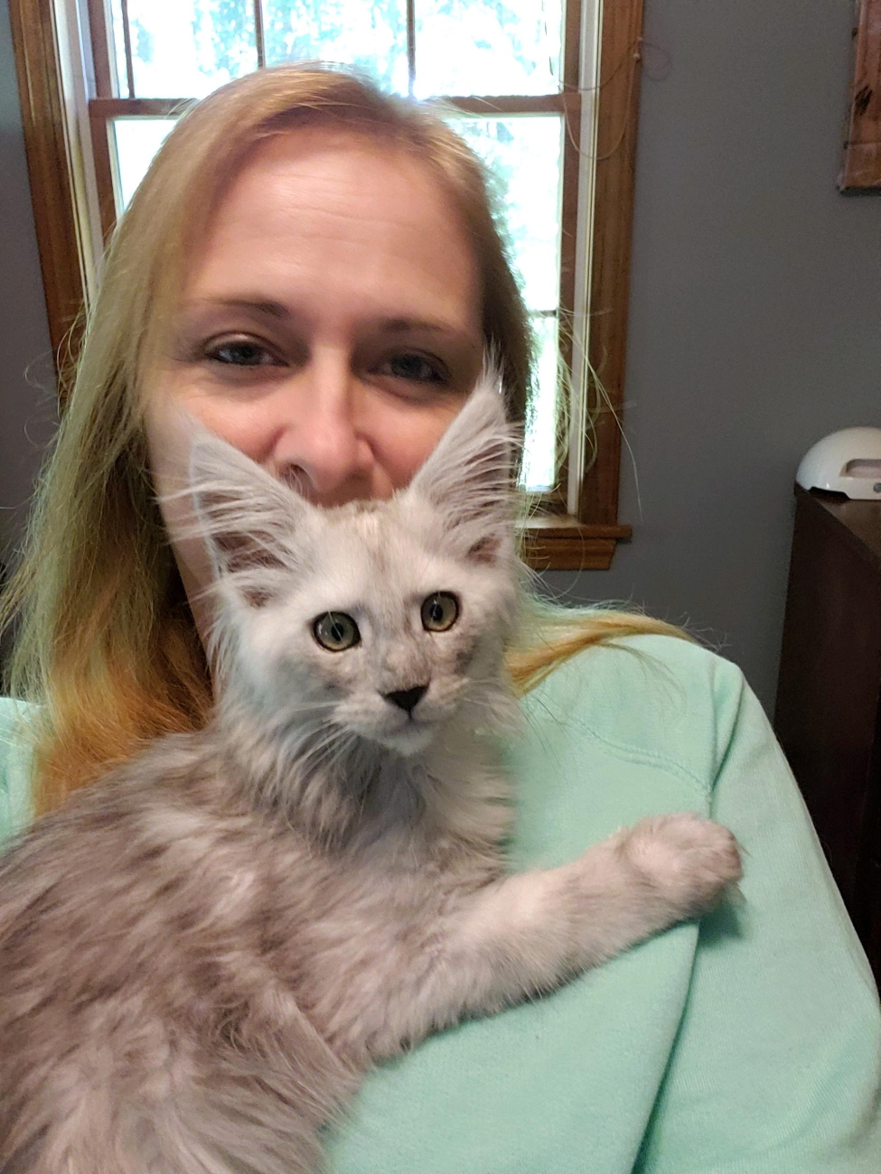 maine coon cats for sale