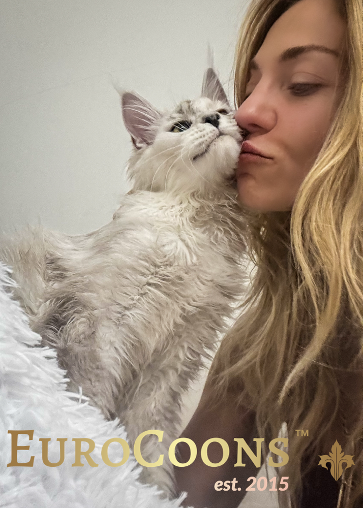 usa maine coon kittens for sale