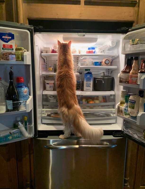 orange maine coon cat