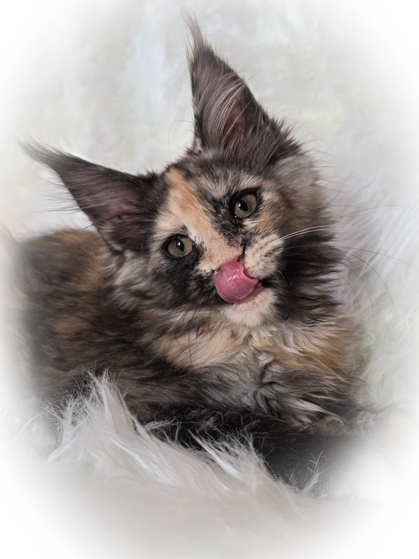 maine coon kittens for sale