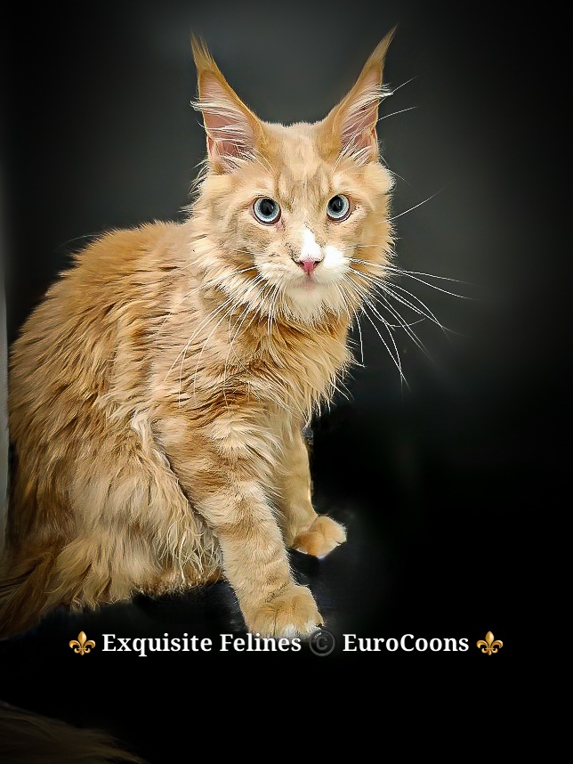 maine coon for sale