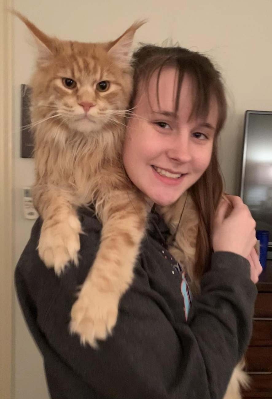 maine coon cat breeders