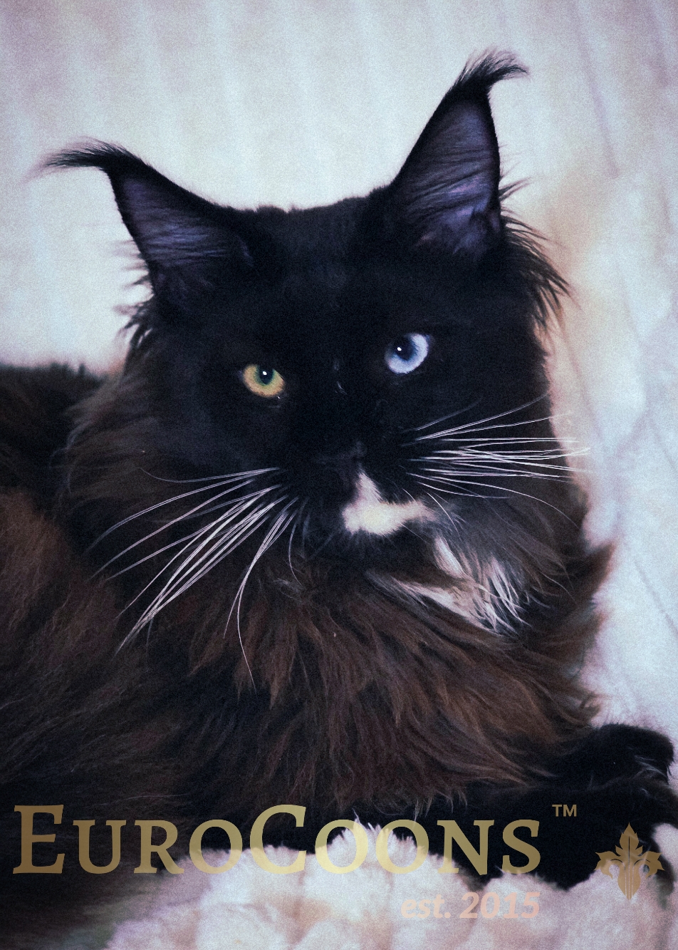 blue eyed black smoke tuxedo maine coon kitten