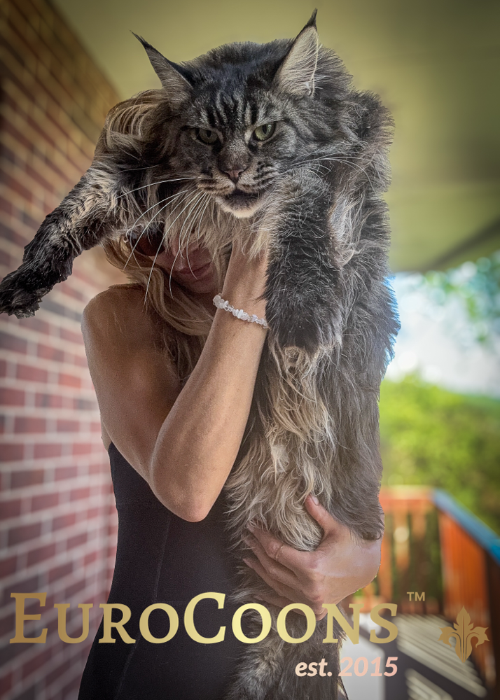 giant maine coon cats kittens for sale usa