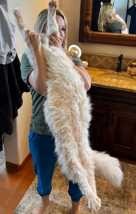 maine coon cats and kittens for sale