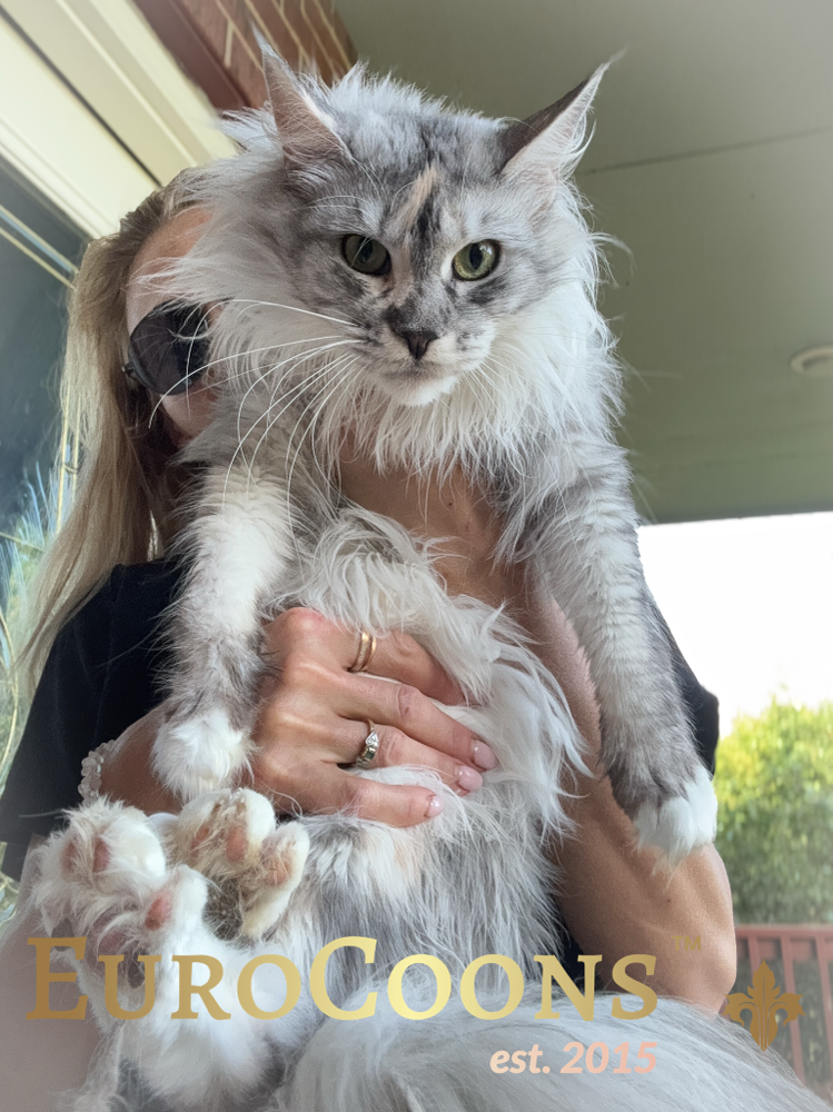 maine coon kittens for sale